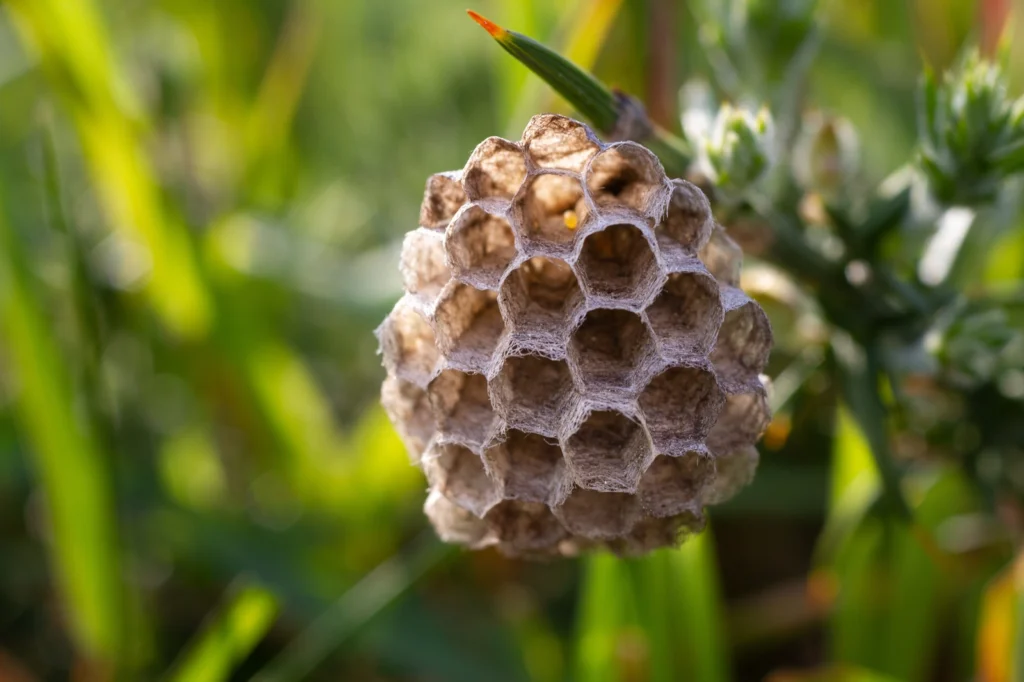 Trypophobia: Fear of Holes